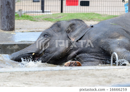 沐浴在大象 16666259