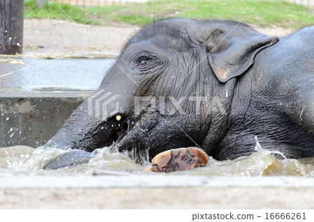 沐浴在大象 16666261