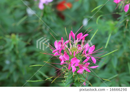 Crereme紅色花和雨下落 16666298