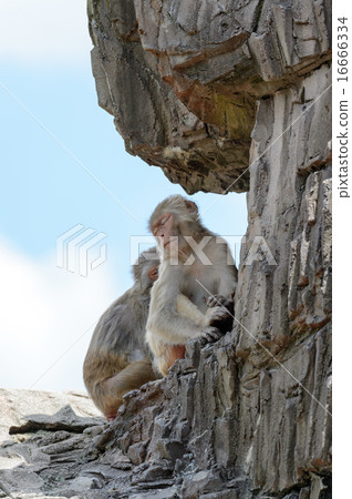 Japanese macaques 16666334