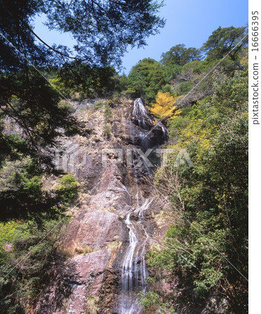 Seven kinds of waterfalls (Nagasaki no yaki), season of fresh green / another name: Kannonaki / head difference 72 m / Kinki sightseeing hundred scenery / Hyogo prefecture eight view Seven kinds of waterfalls (Nagasaki no yaki), season of fresh green / another name: Kannonaki / head difference 72 m / Kinki sightseeing hundred scenery / Hyogo prefecture eight view 16666395