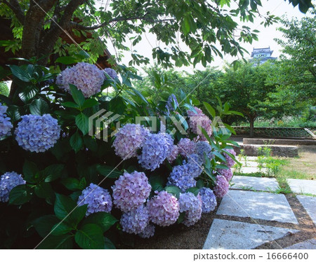 盛開的姬路城和繡球花/ Shiotopia紀念公園拍攝的“世界文化遺產”“國寶”/姬路城十號 盛開的姬路城和繡球花/ Shiotopia紀念公園拍攝的“世界文化遺產”“國寶”/姬路城十號 16666400