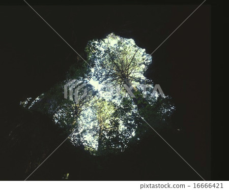 “世界文化遺產”屋久島,從內部向威爾遜洞穴的洞穴望去,看起來像一個原始森林,在那裡,克利翁看起來像一個撲翼形式 “世界文化遺產”屋久島,從內部向威爾遜洞穴的洞穴望去,看起來像一個原始森林,在那裡,克利翁看起來像一個撲翼形式 16666421