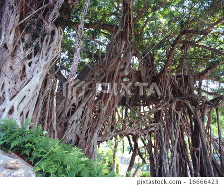 “世界文化遺產”屋久島，中榕樹 16666423