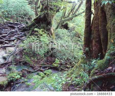 "World cultural heritage" Yakushima, the water field near Wilson shares and the native virgin forest "World cultural heritage" Yakushima, the water field near Wilson shares and the native virgin forest 16666433
