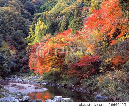 "Autumn leaves of Jingun Clan Gorge" on the coast of Kiyotakigawa that goes from Kaohsiung and Kaohsiung to Hozu Gorge / Tokai Nature Trail 16666435