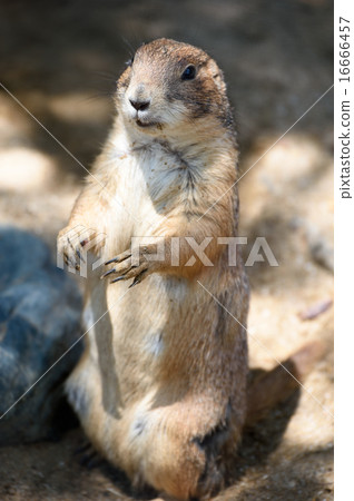 草原土撥鼠 16666457