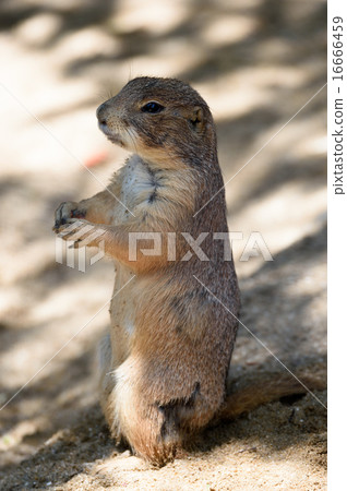 草原土撥鼠 16666459