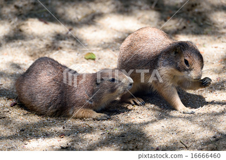 草原土撥鼠 16666460