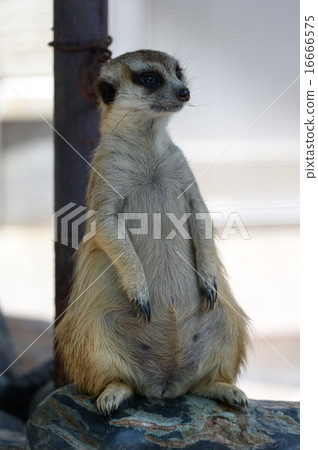 meerkat meerkat 16666575