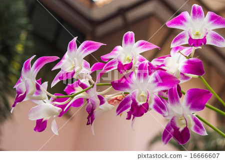 Beautiful purple orchid Beautiful purple orchid 16666607