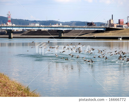 Open bridge and waterfowl 16666772