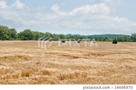 summer landscape 16666970