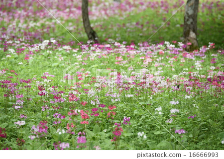 Climson of Senkekeihama 16666993