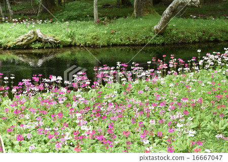 Climson of Senkekeihama 16667047