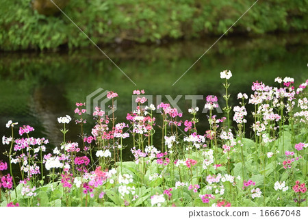 Climson of Senkekeihama Climson of Senkekeihama 16667048