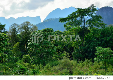 Laos Bambien Laos Bambien 16667238
