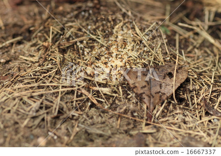Ant running away nest Ant running away nest 16667337