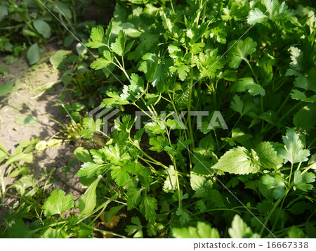 Italian parsley 16667338