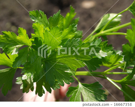 Italian parsley Italian parsley 16667358
