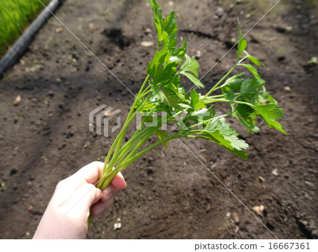 Italian parsley 16667361