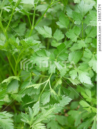 Italian parsley 16667374