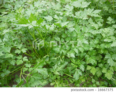 Italian parsley Italian parsley 16667375