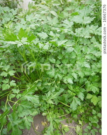 Italian parsley Italian parsley 16667376