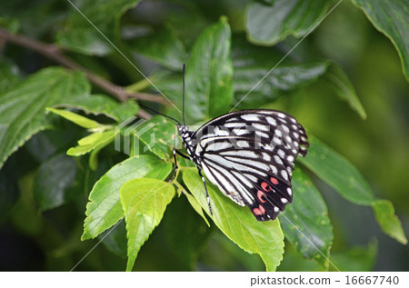 Akaboshigoshigamadara (red star sesame spot) 16667740