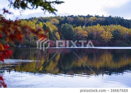 Shirakomi池塘1秋季葉子 16667888