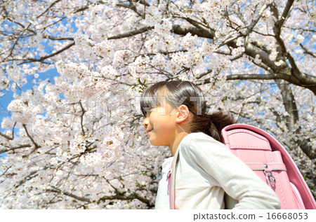 Cherry blossoms and elementary school girls 16668053