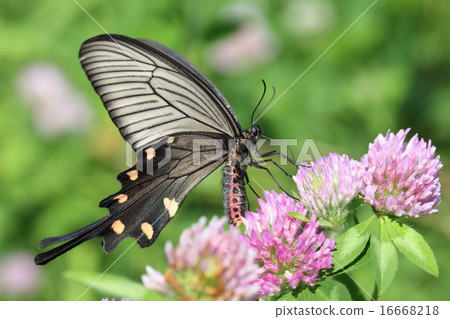 Swallowtail butterfly 16668218