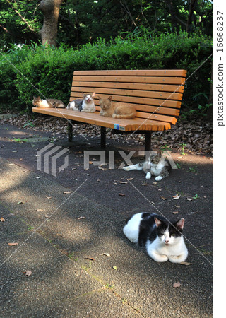 下午的貓 下午的貓 16668237