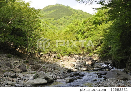 新鮮的綠色Hayatogawa 16668281