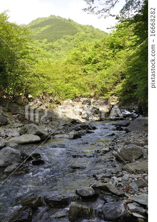 新鮮的綠色Hayatogawa 16668282