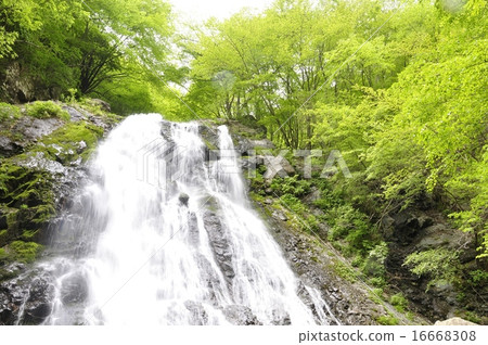 丹澤山雨林瀑布 丹澤山雨林瀑布 16668308