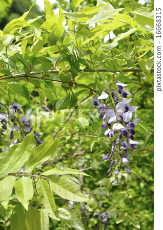 Yamafuji Yamafuji 16668315