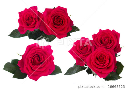 set dark pink roses set dark pink roses 16668323
