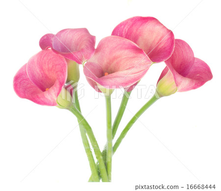 Calla lilly 16668444