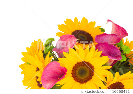 one bight sunflower one bight sunflower 16668451