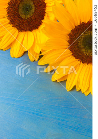 bight sunflowers 16668452