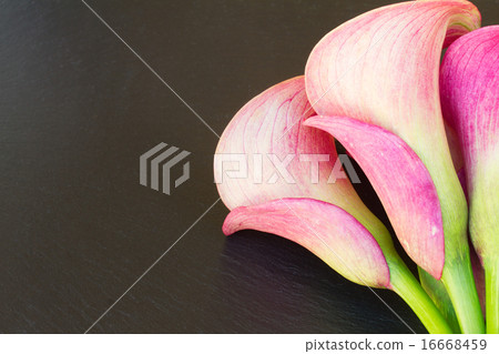 Calla lilly 16668459