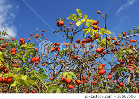 Eglantine 16668590