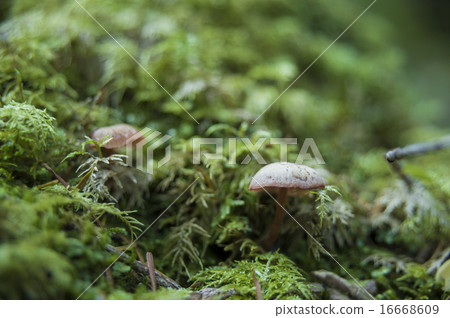 Shirakome池塘的青苔4 16668609