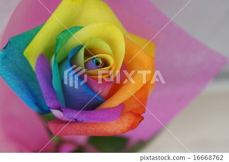 Rainbow rose Rainbow rose 16668762