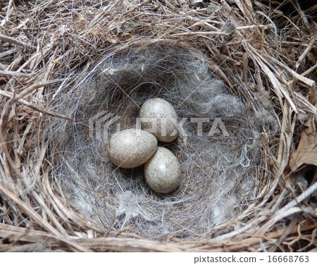 Nests and eggs of a cabbage Nests and eggs of a cabbage 16668763