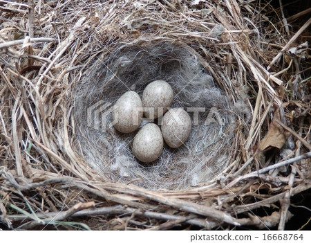 Nests and eggs of a cabbage 16668764