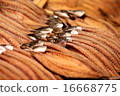 Dried fish 16668775