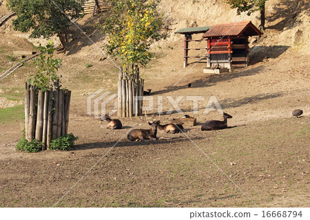 Young deer Young deer 16668794