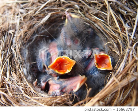 The nest of Hakusesukirei and Hina 16668797